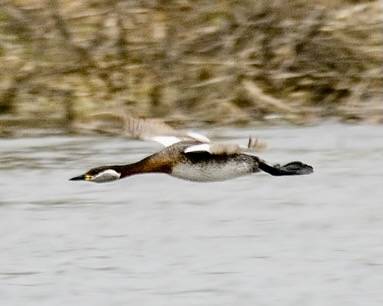 Red-necked Grebe by Sergey Yeliseev is licensed under CC BY-NC-ND 2.0.